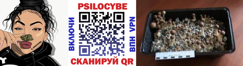 Псилоцибиновые грибы мухоморы  где купить наркоту  Чадан 